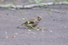 6月20日 明石公園 10