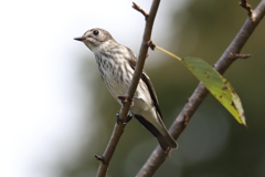 10月16日 明石公園 ８