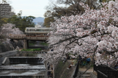 4月1日 夙川河川敷緑地 １