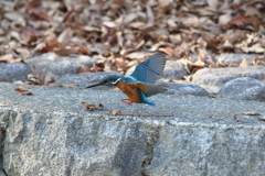 12月30日 夙川河川敷公園 ７