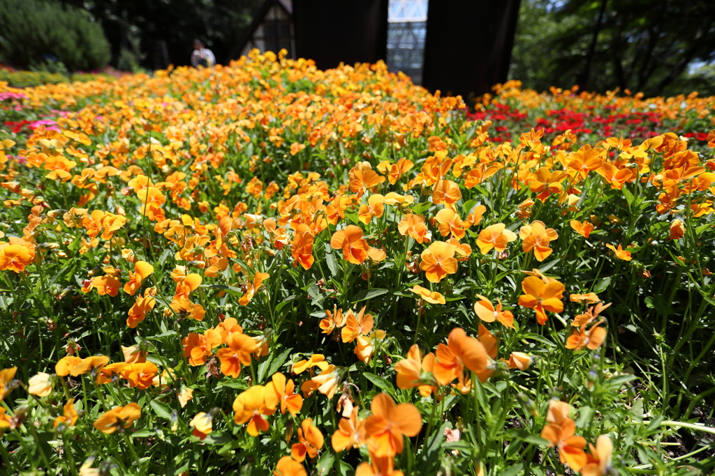 5月28日 布引ハーブ園 42