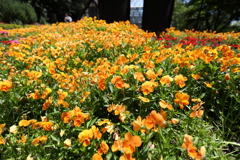5月28日 布引ハーブ園 42