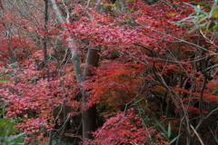 12月7日 布引の滝 ８