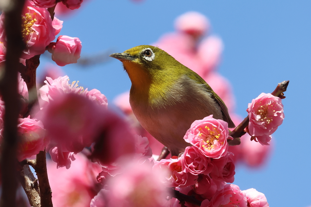 3月10日 大阪城公園 16