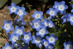 5月5日 布引ハーブ園 38