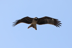 11月27日 明石公園 ３