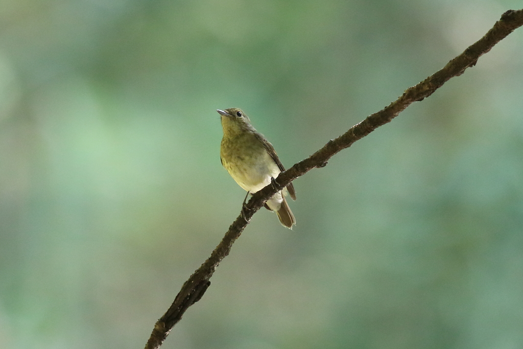 10月3日 明石公園 13