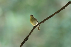 10月3日 明石公園 13
