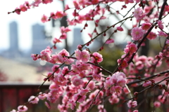 2月23日 岡本公園 ４