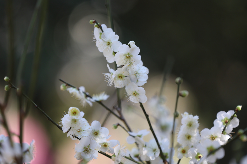 2月13日 岡本梅林公園 ９