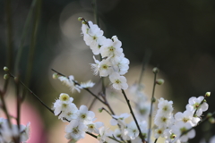 2月13日 岡本梅林公園 ９