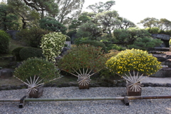 10月31日 相楽園 １