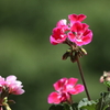 5月5日 布引ハーブ園 16