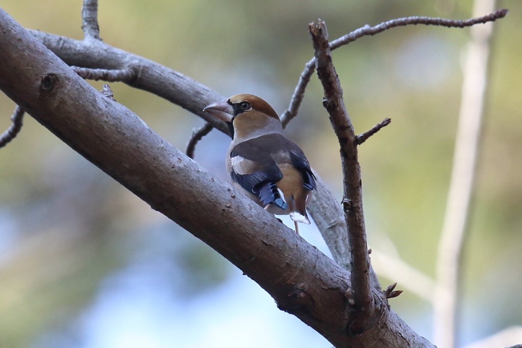 1月8日 明石公園 22