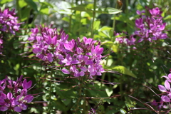 6月9日 布引ハーブ園 ５