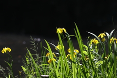5月6日 明石公園 24