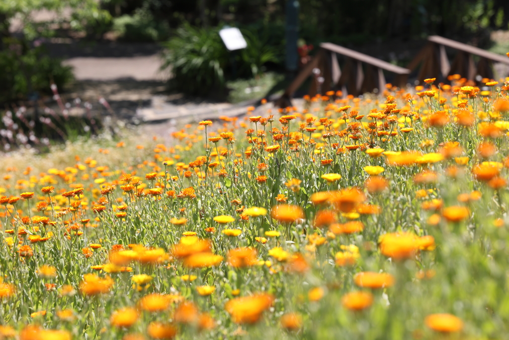 6月9日 布引ハーブ園 68