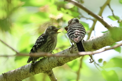 5月21日 明石公園 21