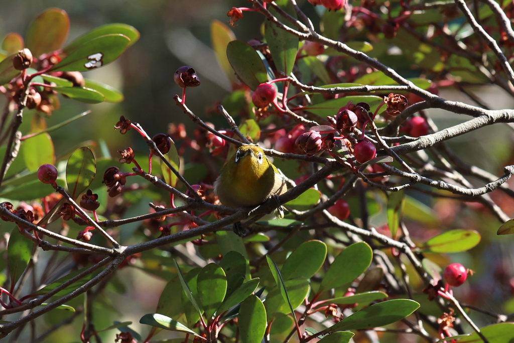 11月28日 明石公園 10