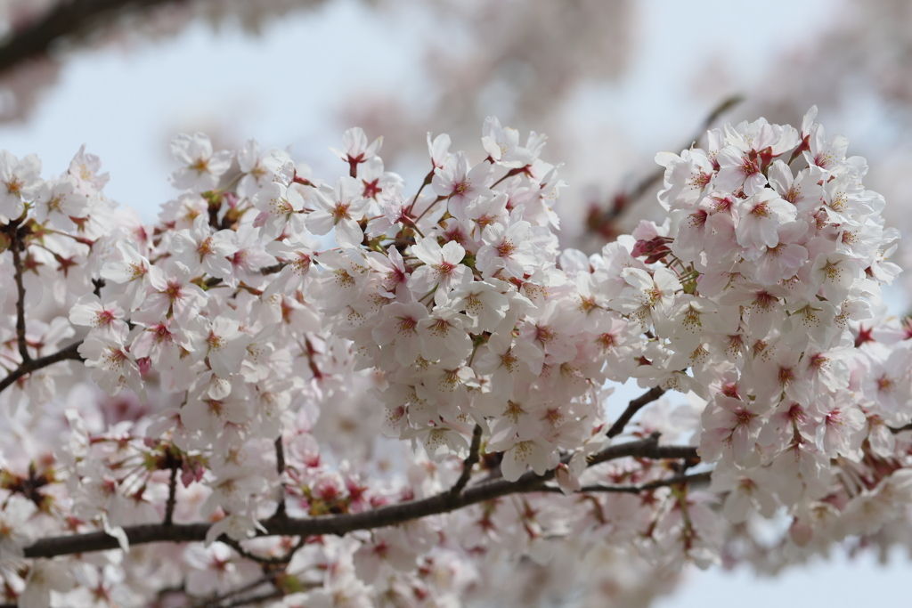 4月2日 明石公園 ６