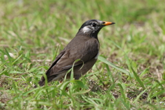 4月2日 明石公園 １