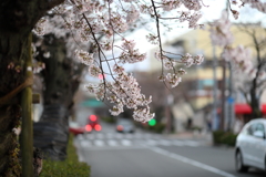 3月29日 芦屋 さくら通り ５