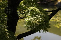 5月23日 相楽園 37