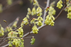 3月20日 布引ハーブ園 63