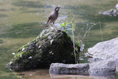 7月3日 夙川河川敷公園 12