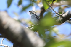 10月2日 明石公園 ３