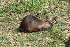 3月10日 大阪城公園 15