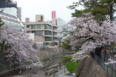 4月7日 夙川 ９