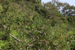 9月21日 布引ハーブ園 21