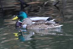 1月28日 明石公園 ３