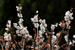 3月5日 岡本公園 22