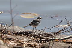 12月18日 明石公園 ５
