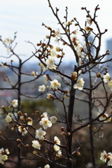 2月23日 岡本公園 ７