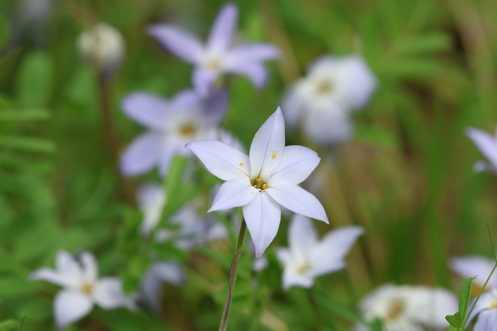 3月31日 大阪城公園 １