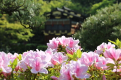 4月21日 相楽園 1 4月21日 相楽園 1