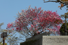 4月11日 明石公園 10