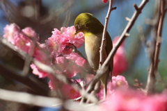 3月3日 明石公園 10