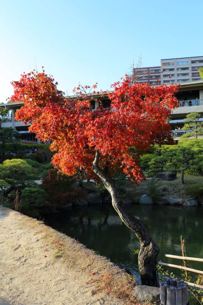 11月16日 相楽園 34