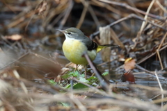 1月15日 明石公園 11