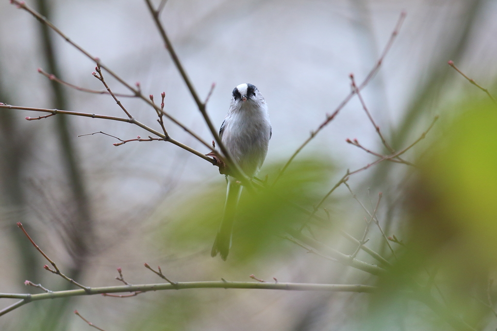 12月4日 明石公園 13