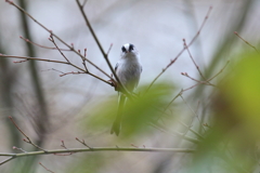 12月4日 明石公園 13