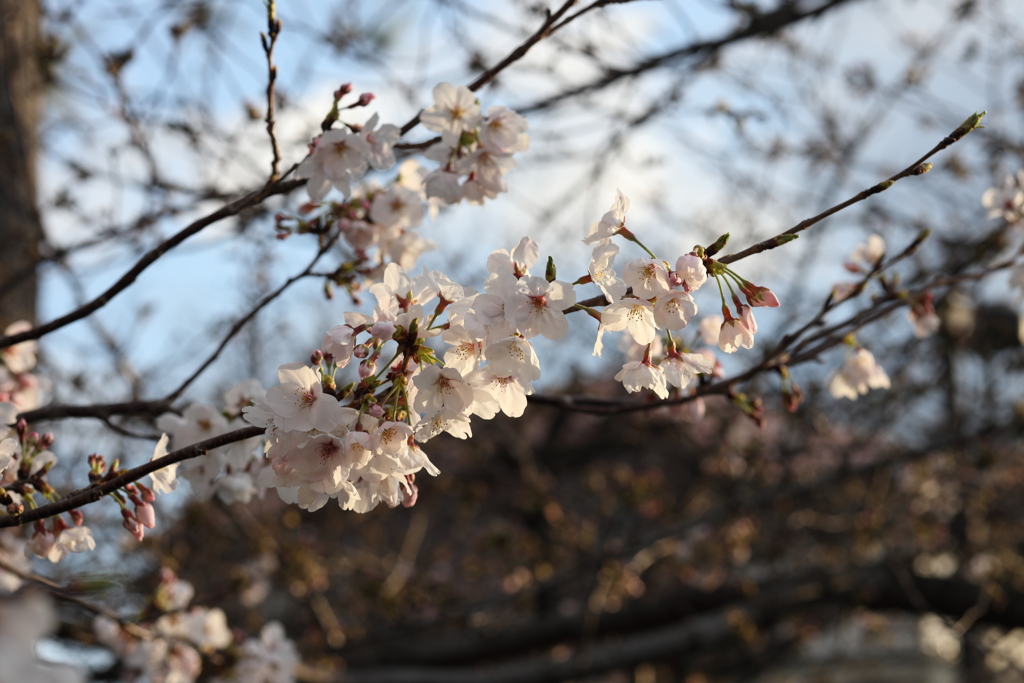 3月29日 芦屋津知公園 １