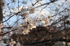 3月29日 芦屋津知公園 １