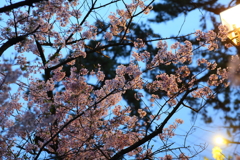 4月7日 夙川 14