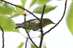 7月3日 夙川河川敷公園 １