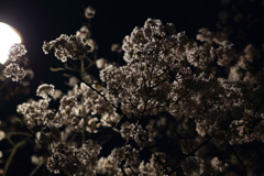 4月7日 夙川 19